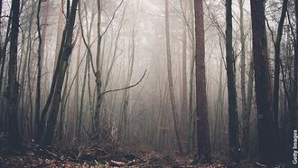 Forest Predator / The Unexplained