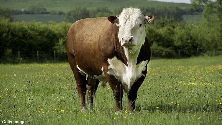 Bizarre Suspects Suggested in Oregon Cattle Mutilation Case