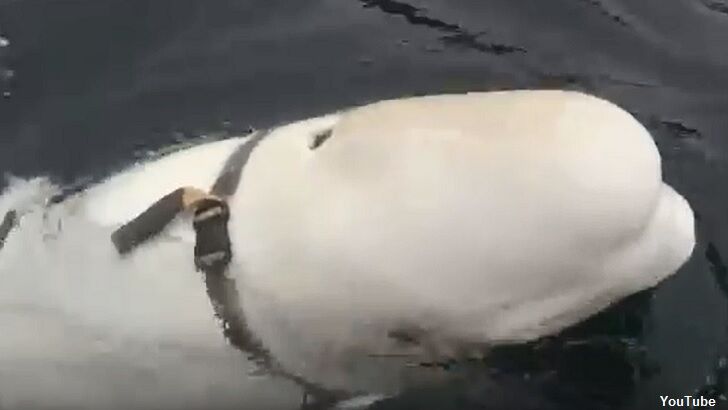 Video: Weird Harness-Wearing Whale May be Russian 'Weapon'