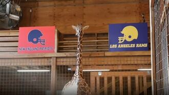 Super Bowl Predictions from Across the Animal Kingdom