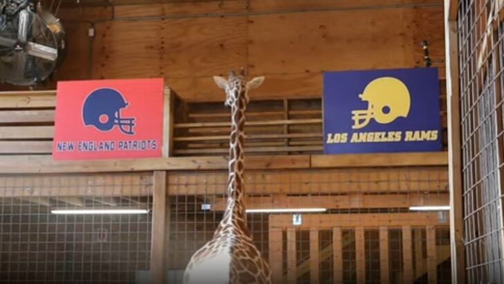 Super Bowl Predictions from Across the Animal Kingdom