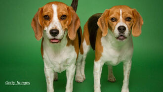 Super-Dogs Genetically Engineered By Scientists