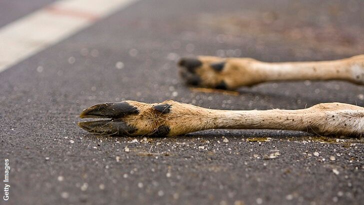 Montana Food Bank Makes Meals from Roadkill!