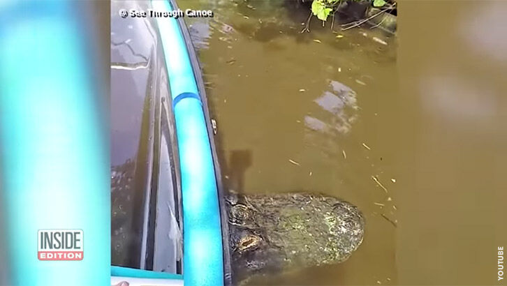 Watch: Canoe Gets Stuck on Alligator