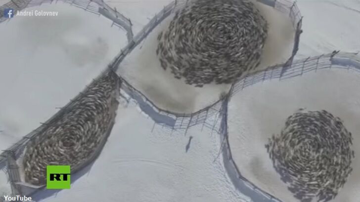 Watch: Bizarre 'Reindeer Circles' Caught on Film