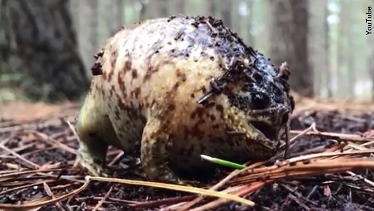 Watch: Bizarre Frog Unleashes Incredible Scream