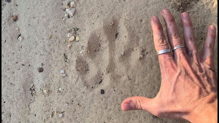 Big Cat Print Found in Australia?