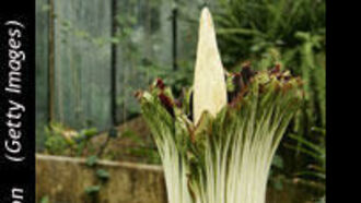 'Corpse Flower' Ready to Bloom