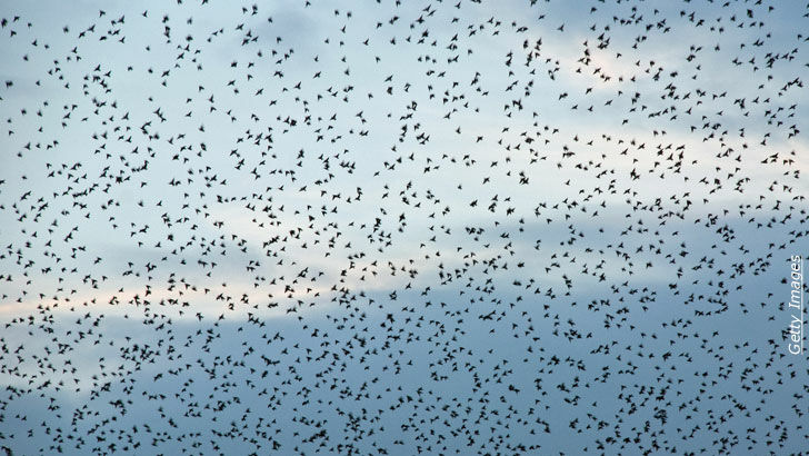 Birds Swarm Over Texas Parking Lot