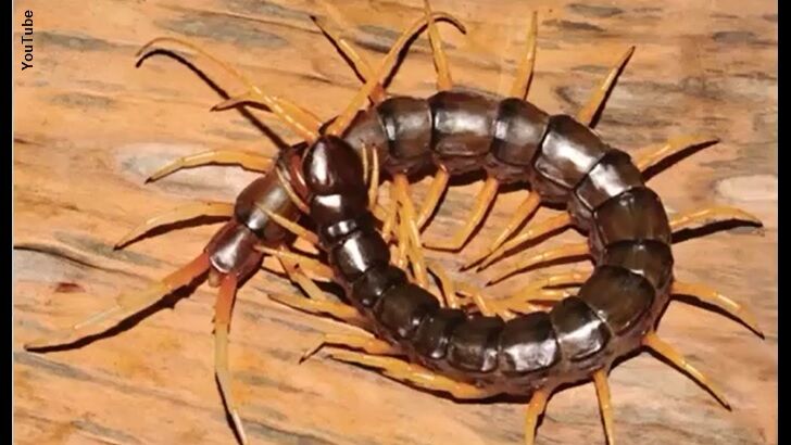 Monstrous Swimming Centipede Discovered