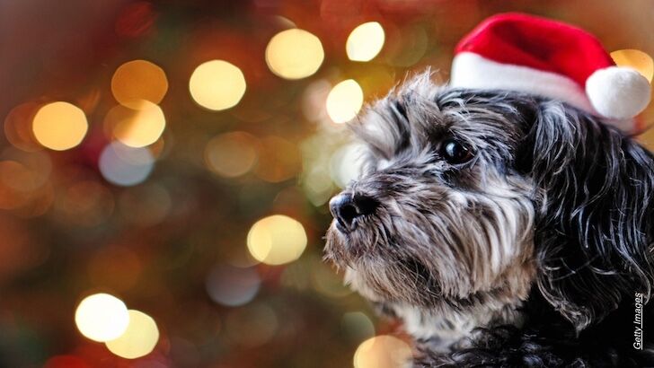 Modern Spirituality / Animal Communication