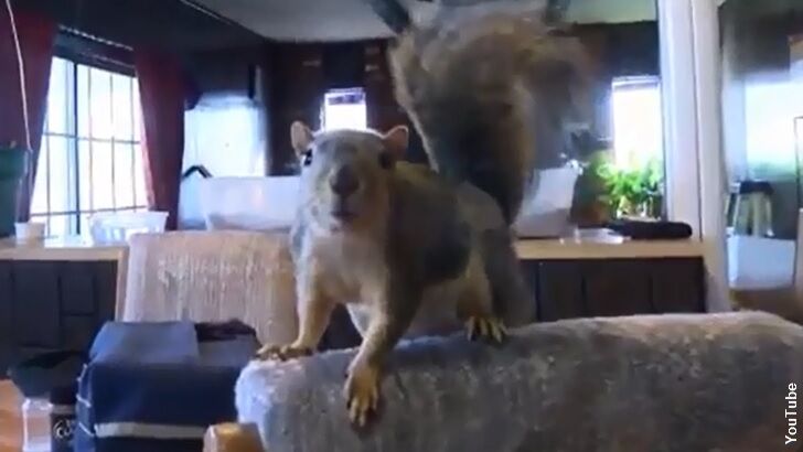 Video: Pet Squirrel Foils Robbery