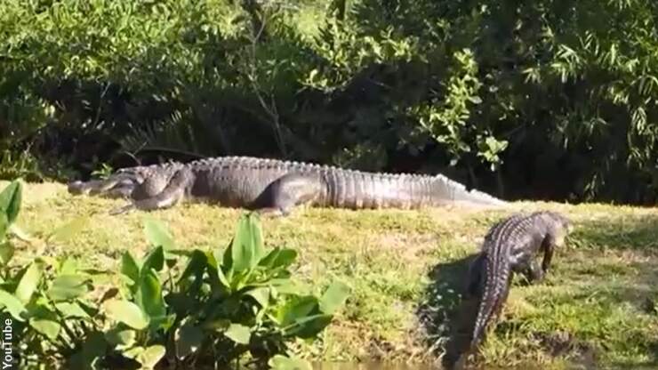 Watch: Massive Gator Filmed in FL | Coast to Coast AM