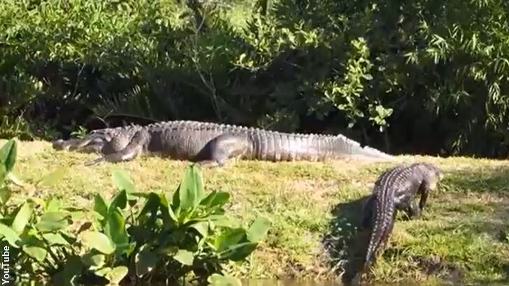 Watch: Massive Gator Filmed in FL