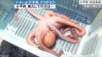'Psychic' Octopus Gets Eaten