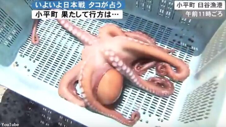 'Psychic' Octopus Gets Eaten