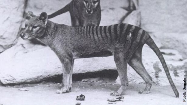 Thylacine DNA Study Could Lead to a Tasmanian Tiger Revival | Coast to ...