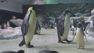 Inside the Penguins' Lair