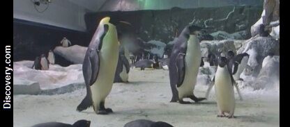 Inside the Penguins' Lair