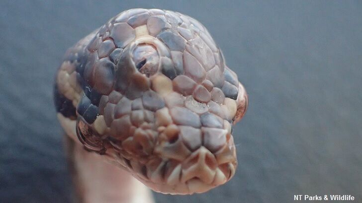 Three-Eyed Snake Found in Australia