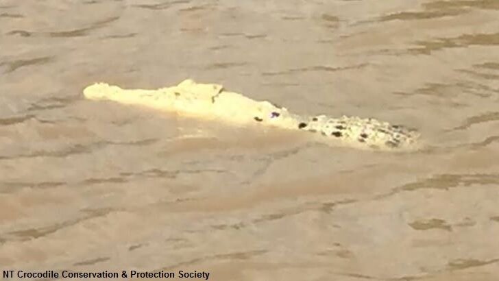 Watch: Rare White Crocodile Spotted in Australia