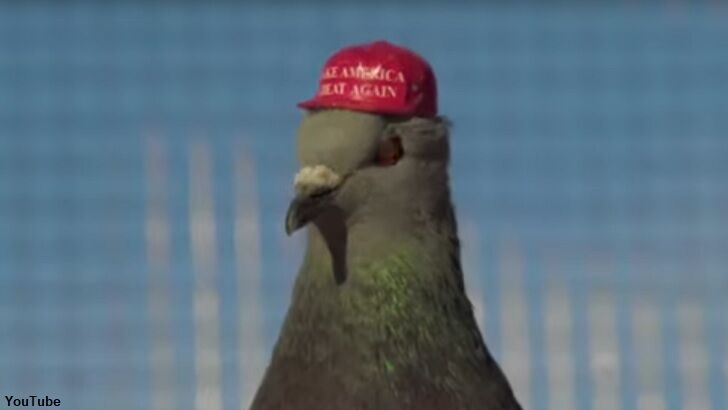 Video: Pigeons Outfitted with MAGA Hats Released by 'Radical Group' in Las Vegas