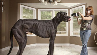 World's Tallest Dog, Zeus
