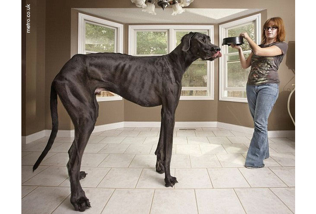 World's Tallest Dog, Zeus