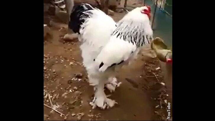 Giant Chicken Astounds the Internet