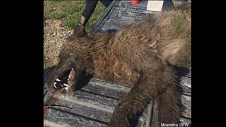 Experts Baffled by Strange Wolf-Life Creature Shot and Killed in Montana