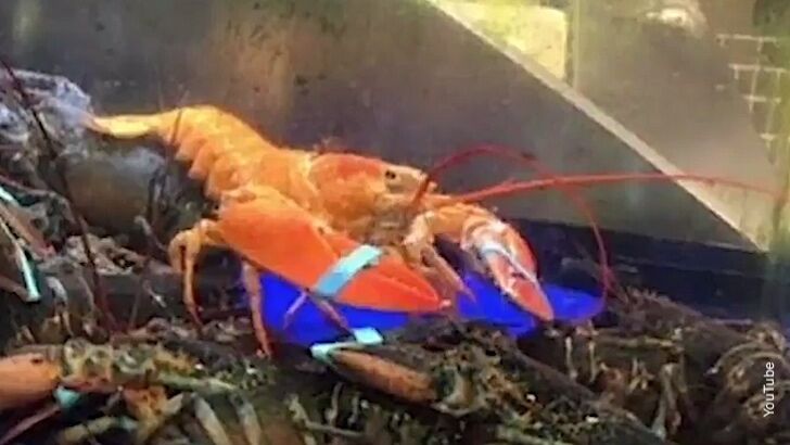 'One In 10 Million' Lobster Caught