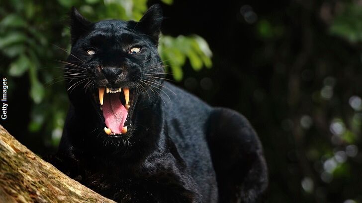 Pennsylvania Man Encounters Paranormal Panther!