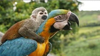 He's Got a Ticket to Ride