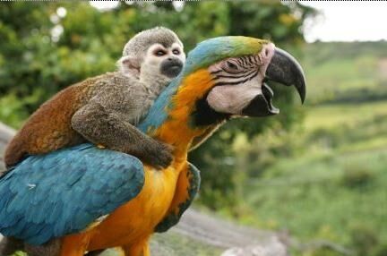 He's Got a Ticket to Ride