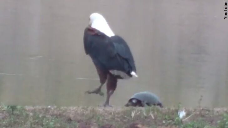 Watch: Testy Turtle Torments Eagle