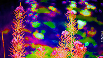 9-11 Conspiracy/ Microdosing & Psychedelics