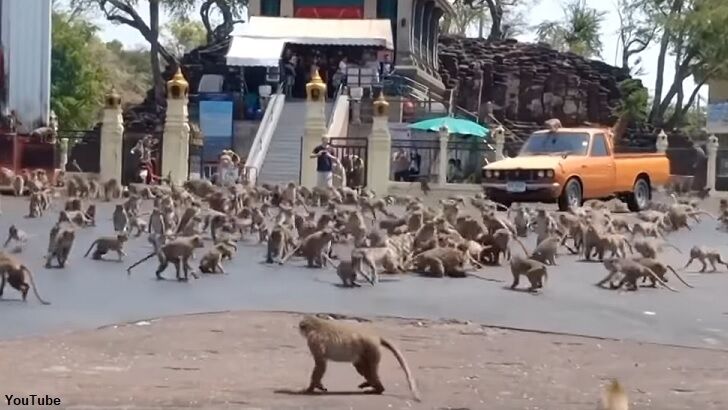 Watch: Massive Monkey Brawl Erupts Over Food in Tourist-Deprived Thailand