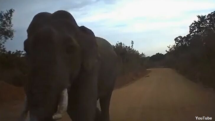 Dashcam Captures Elephant Attack