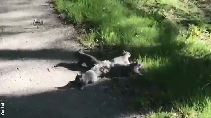 Maine Man Saves 'Squirrel King'