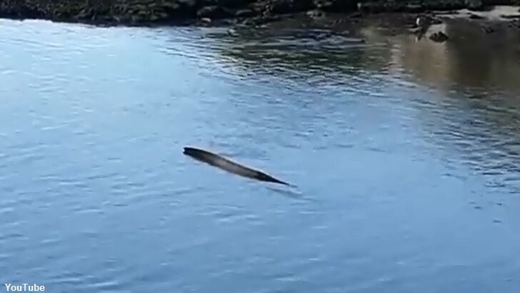 Watch: Strange Creature Spotted Swimming in English River?