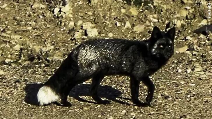 Rare Black Fox Photographed in UK