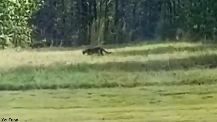 Experts Divided Over 'Big Cat' in MS