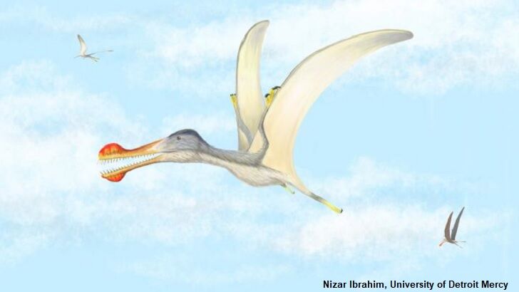 New Species of Ancient Flying Reptiles Discovered in Africa
