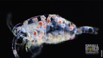 Watch: Vampire Parasites Consume Host