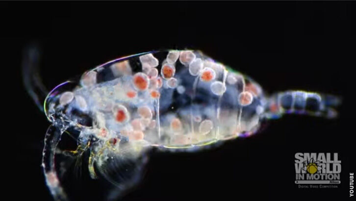 Watch: Vampire Parasites Consume Host