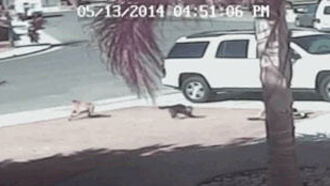 Cat Saves Boy From Dog Attack