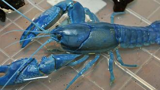 Blue Lobster Caught off Maine
