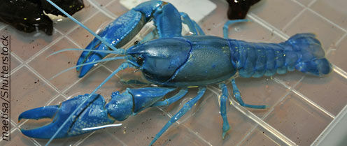 Blue Lobster Caught off Maine