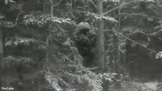 Bigfoot Filmed by Dashcam in Canada?