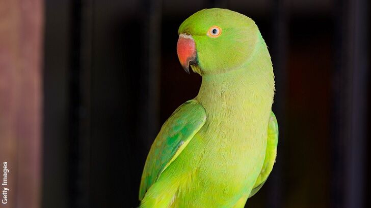 Parrot Swap Puzzles Australian Family